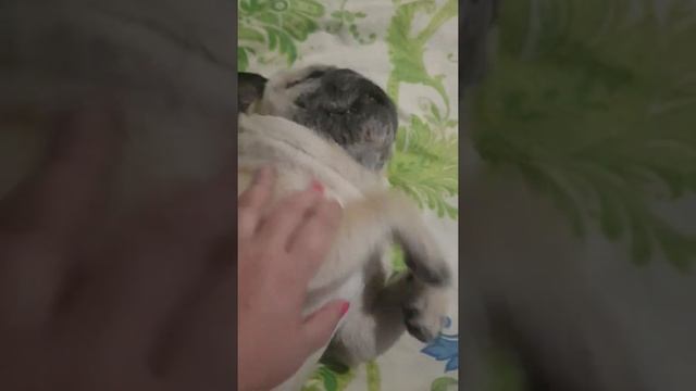 Забавный мопсик смотреть онлайн