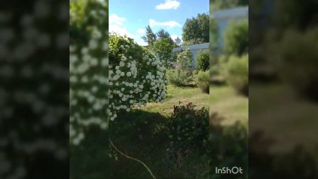 Калина Бульденеж - королева моего сада. смотреть онлайн