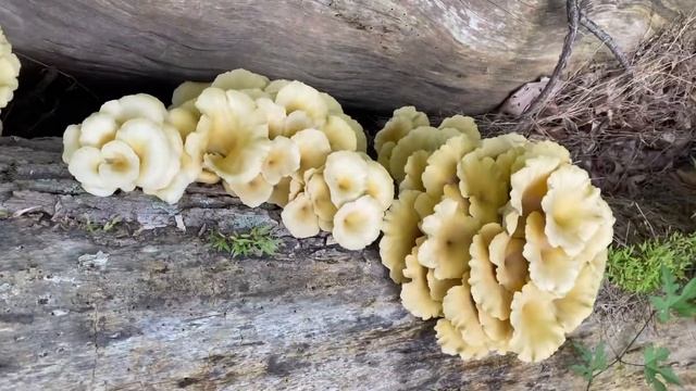 Shiitake Mushroom Foraging | 13MOONSFOOD смотреть онлайн
