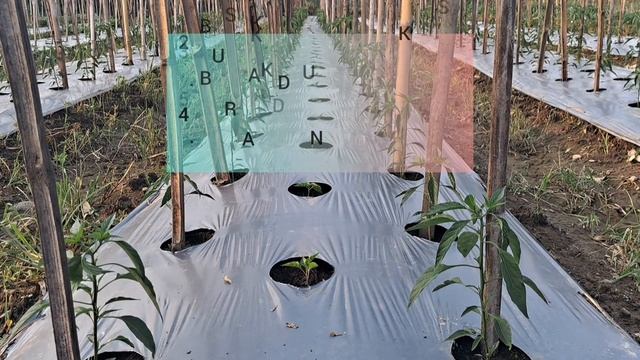 Fungisida Dithane M-45 Untuk Tanaman Cabe смотреть онлайн