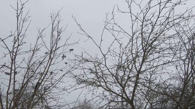 ?Сборник лучших моментов ?? | Снегири, Воробьи, Поползень, Галки, Ворона / Best Moments Collection? смотреть онлайн