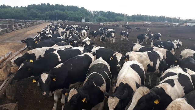 Видео ПРИМЕР продуктивных нетелей молочного направления. Как получить много молока от коровы. +79656 смотреть онлайн