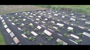 КАК ПОСТЕЛИТЬ АГРОВОЛОКНО НА КЛУБНИКУ // САМЫЙ ЛЕГКИЙ СПОСОБ