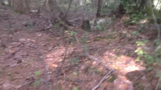 Вначале грибы - потом ягоды! Дневник грибника 25 июля 2023 года. смотреть онлайн