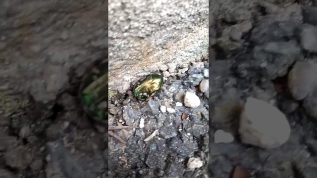 Блестящий жук... Дети приятно удивлены видом блестящего Жука! смотреть онлайн