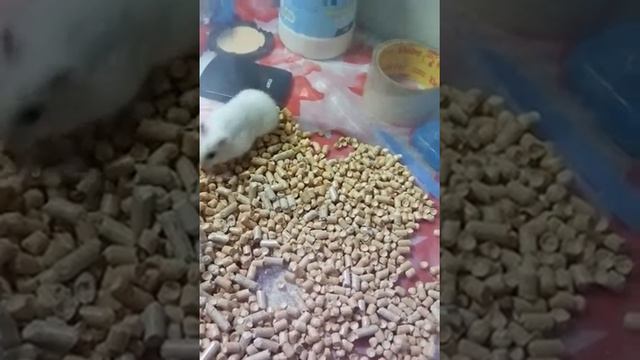 Джунгарский хомяк влог смотреть онлайн