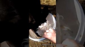 Чем лечить телят?! Как спасти! Понос у телят! Название лекарства в видео.