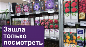 Клематисы в Леруа Мерлен. Мои покупки