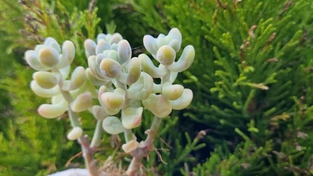 Sedum Treleasei смотреть онлайн