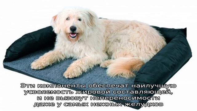 Корм для собак Форца (Forza 10) смотреть онлайн