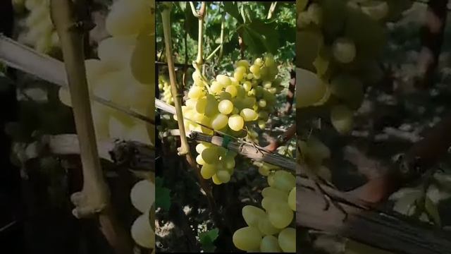 Кубанские Винограды кому интересно напишите в комментарии. смотреть онлайн