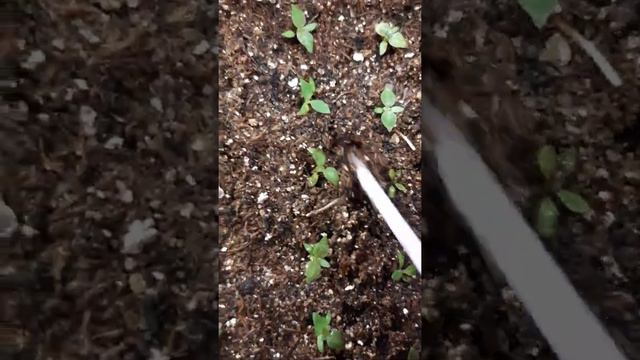 эустома , подготовка  сеянцев к подкормке 🙏🎥🤗☘🌺☘