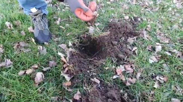 #золото#поиск#клад#Французская золотая монета Louis XVI смотреть онлайн