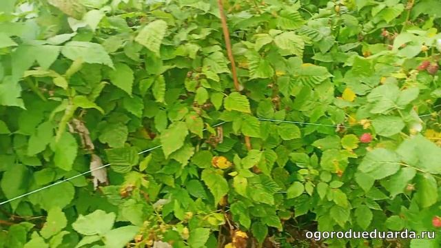 Собираю малину 21 сентября в Подмосковье смотреть онлайн