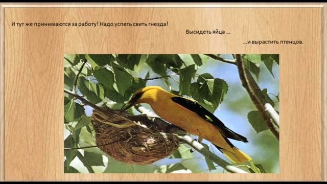 Окружающий природный мир. Тема урока: "Животные и птицы весной" смотреть онлайн