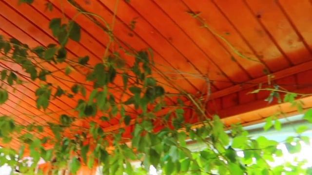 Соковыжималка Дачница / Делает сок даже из Воздуха / Семейные посиделки смотреть онлайн