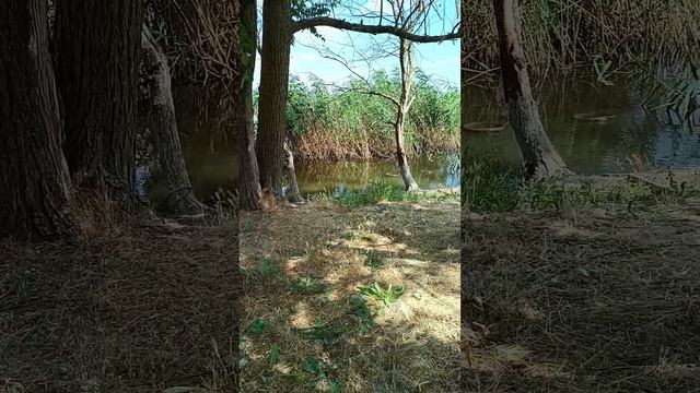 Прогулка в жаркий день смотреть онлайн