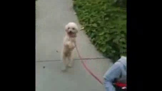 Прогулка на двух лапах смотреть онлайн