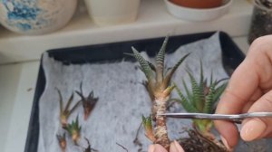 Как обрезать, обновить хавортию