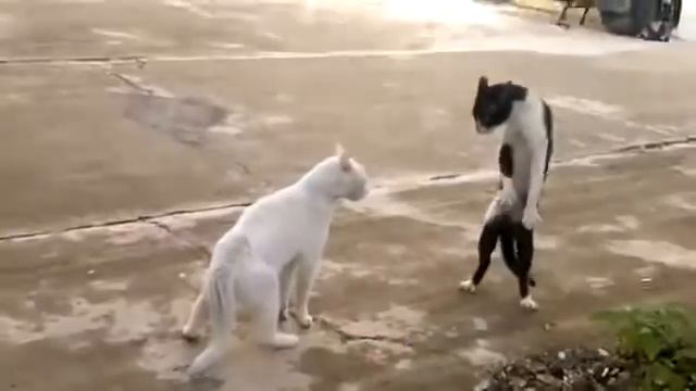 Кот ходит на двух лапах