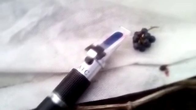 Последняя гроздь винограда 2021. Испытание рефрактометра на сахаристость смотреть онлайн