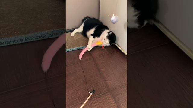 Москва.Якут ищет дом! +7 903 743-70-79 #москва #ищетдом #вдобрыеруки #дом #cat смотреть онлайн