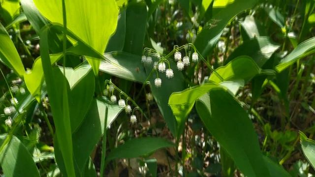 ЛАНДЫШИ цветут. Подмосковье смотреть онлайн