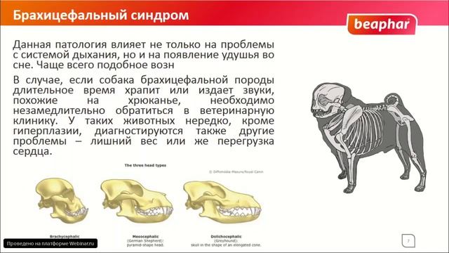 Храп у кошек и собак смотреть онлайн