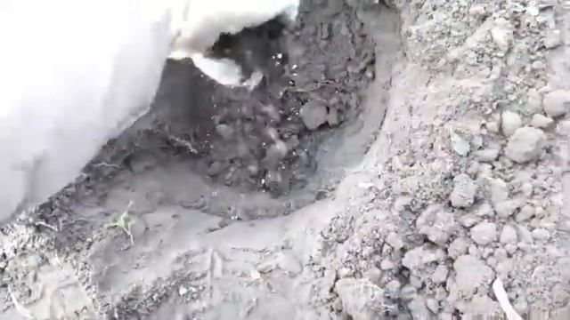 Как посадить КРЫЖОВНИК осенью? бесшипный КОЛОБОК смотреть онлайн