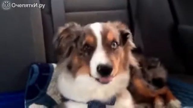 Щенок проснулся под любимую песню смотреть онлайн