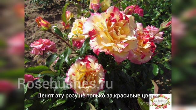 РОЗЫ С ОТЛИЧНЫМ ИММУНИТЕТОМ ДЛЯ ВАШИХ КЛУМБ♥️♥️♥️ rosebushes.ru смотреть онлайн