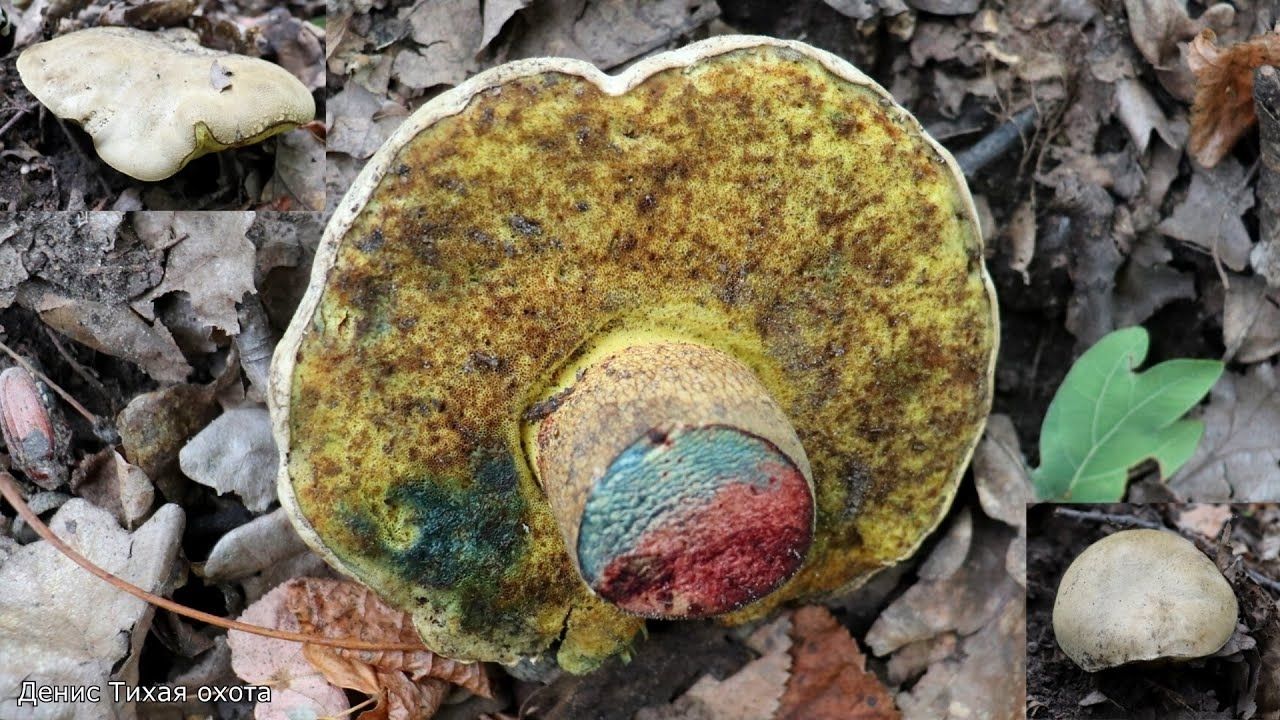 Боровик коренящийся | Caloboletus radicans смотреть онлайн