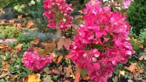 РОСКОШНАЯ ГОРТЕНЗИЯ ДАЙМОНД РУЖ. Описание сорта