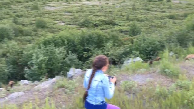 Магадан. Маска Скорби. Лиса с лисятами смотреть онлайн