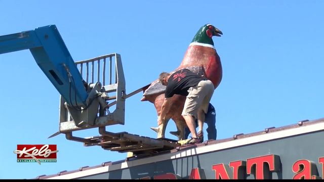 The Pheasant Restaurant regains its pheasant смотреть онлайн