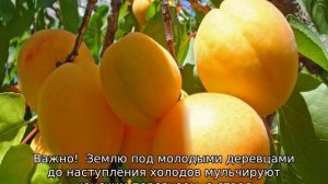 Абрикос Алеша