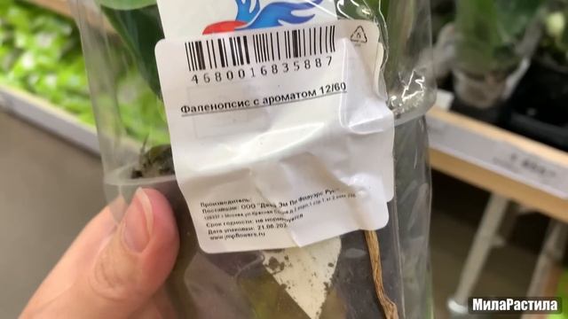 ОРХИДЕИ в Леруа Мерлен на пр. Испытателей, СПБ. 28.06.22. ￼ смотреть онлайн