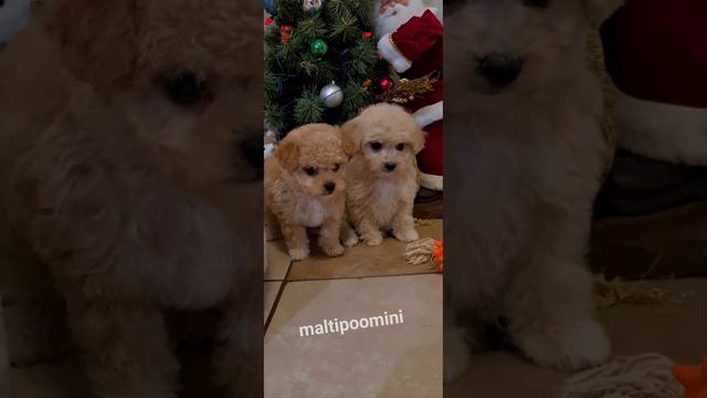 www.maltipoomini.ru мальчики мальтипу к Новому 2023 году...🍾🌲💕чудо малыши ждут вас.. смотреть онлайн