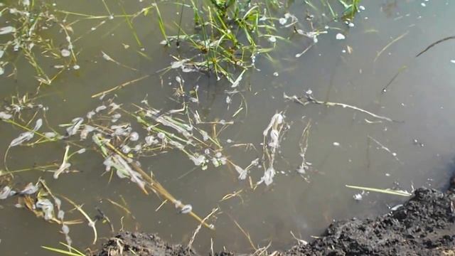 Поднял уровень воды в дачном пруду ,тут же подтянулись карпы. В поисках корма смотреть онлайн