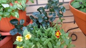 Цветы  на балконе июль 2019