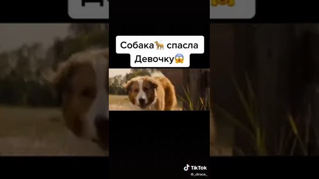 Собака спасла девочку смотреть онлайн