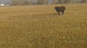как дерется бараны