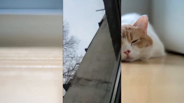 Что же увидел зависший кот???