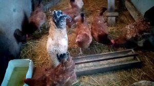 Комплекс витаминов для кур несушек!!! Витамины на воду для кур!!