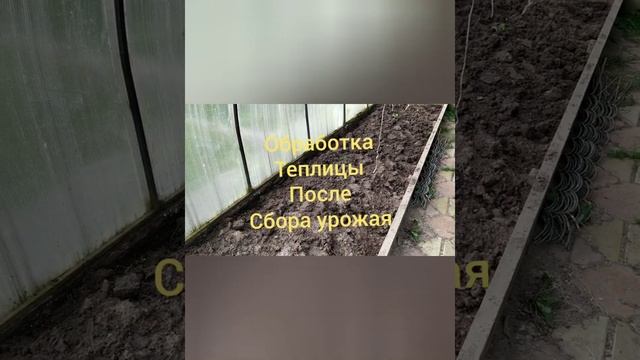 Обработка теплицы после сбора урожая от фитофторы смотреть онлайн