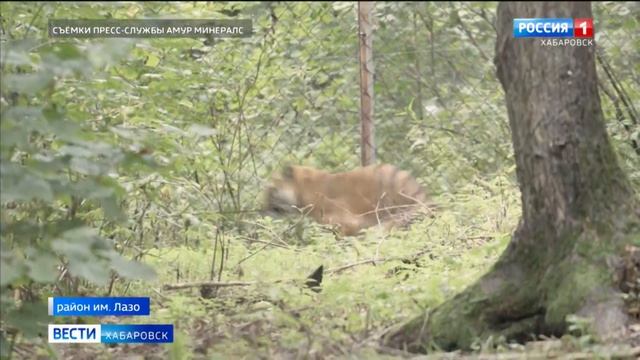 Тигра Гектора, которого на прошлой неделе доставили из Челябинска, выпустили в просторный вольер смотреть онлайн