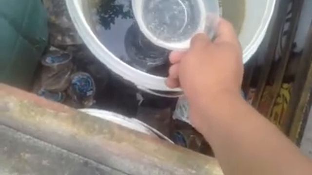 CARA MENANGANI BURAYAK GUPPY BARU LAHIR смотреть онлайн