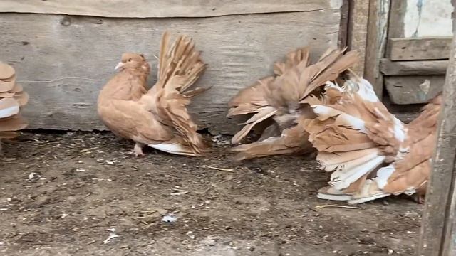 Голуби павлины. Индийские павлины 2020. Желтые. Indian Fantail Pigeon