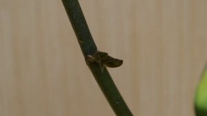 КАК ПОЛУЧИТЬ И ВЫРАСТИТЬ ДЕТКУ ОРХИДЕИ / ДЕТКА ОРХИДЕИ ФАЛЕНОПСИС