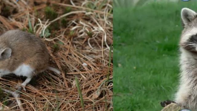 Малыш Учит Животных смотреть онлайн